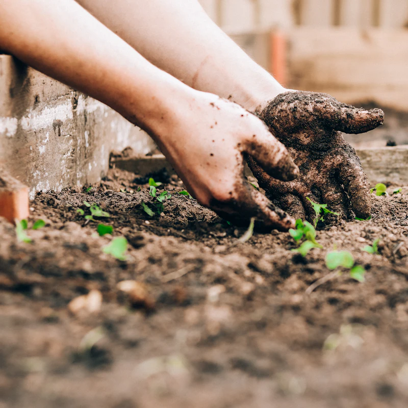 Hands planting in a raised bed