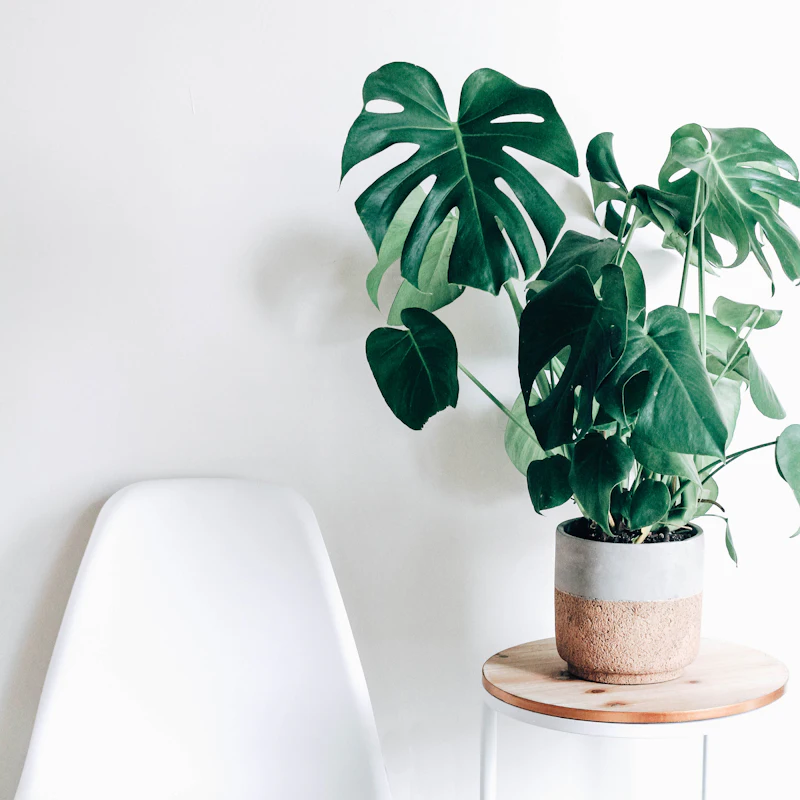 A large houseplant beside a chair