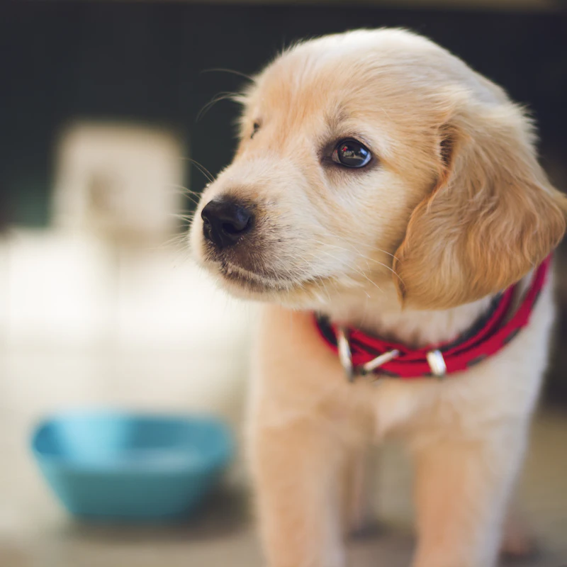 A puppy beside its water bowl